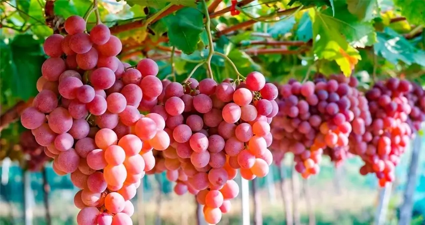 Varios racimos des uva a los que les cae la luz del sol