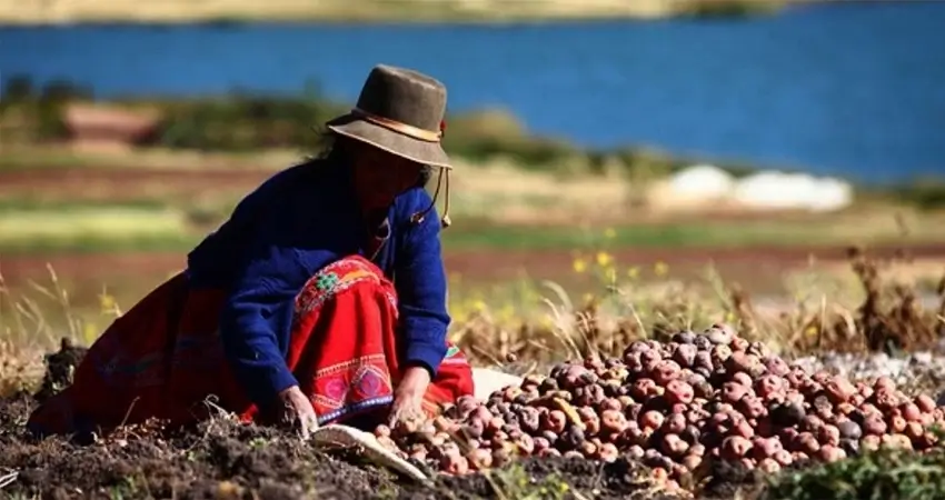 Una mujer sentada juntando varias papas encima de la tierra